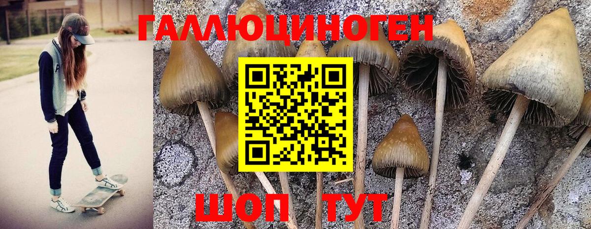 Псилоцибиновые грибы Psilocybe Тельмана